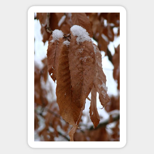 Snow covered leaves Sticker by glovegoals